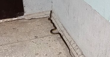 Змея заблокировала подъезд: жители более получаса не могли попасть домой (видео)