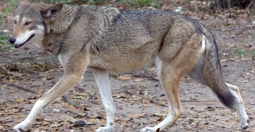 У Києві вовк, який живе у квартирі, покусав свою господиню: тварину забрали (відео)