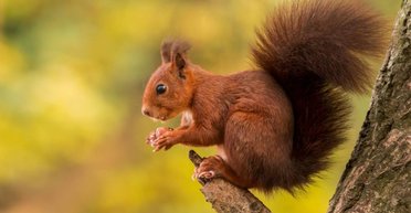 Мастера поиска тайников: как белки на самом деле находят свои зарытые запасы орехов (видео)