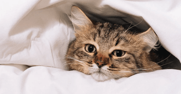 Мужчина рассказал, как обогреть квартиру без газа, электричества и дров