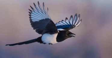 Сороки прилітають на уклін: чоловік випадково створив "пташиного бога" (відео)