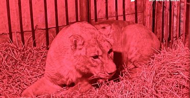 До выздоровления далеко: в каком состоянии львица Юна, пострадавшая от обстрела (видео)