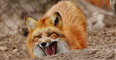 "Конча-Заспу" закрыли на карантин из-за бешеной лисы, – Госпродпотребслужба