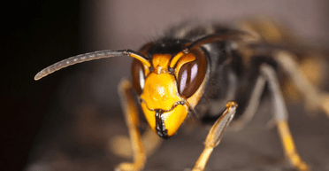 Нападають групами: величезні азіатські шершні-вбивці "захопили" острів