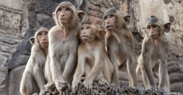 В Таиланде 300 разъяренных обезьян сбежали из вольера и ворвались в полицейский участок (фото)