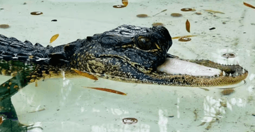 Нове життя: алігатор без верхньої щелепи став "перебирати їжею" (відео)