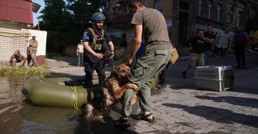 Стала символом жажды жизни: умерла собака, которую спасли после подрыва Каховской ГЭС (фото)