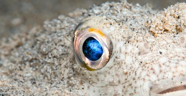 Шлях циклопа: наші очі спочатку були дним оком, розташованим на маківці