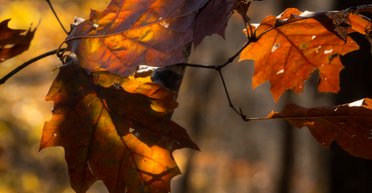 Вітер ущухне, мороз відступить: якою буде погода в Україні цього тижня (карта)