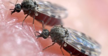 Гірше за комарів: у Дніпропетровській області активізувалися небезпечні крихітні комахи