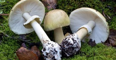 Съел ядовитый гриб и пропал: британский путешественник допустил ошибку при поиске еды (фото)