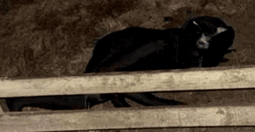 "В Британии начали "охоту на ведьм": город терроризирует человек в костюме кота (фото)