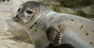 Мужчину озадачил "камень" в лесу, который начал двигаться и прыгнул в воду