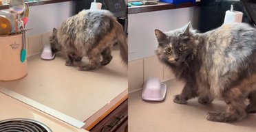 Кіт допоміг розкрити сімейну таємницю, яка роками збивала з пантелику подружжя (відео)