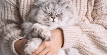 Женщина обеспокоена измученным видом кошки: камера наблюдения раскрыла причину усталости (видео)