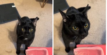 Кот не простил хозяйке, что оставила его дома: его реакция стала вирусной (видео)