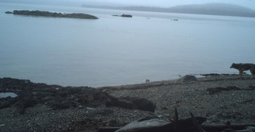 Серые волки расширяют угодья — пошли охотиться на выдр в океане: никто не знает, как именно