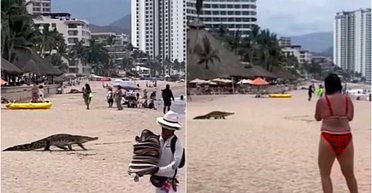 "Такого ще не бачили": на популярному курорті до людей з моря вийшов крокодил (фото)
