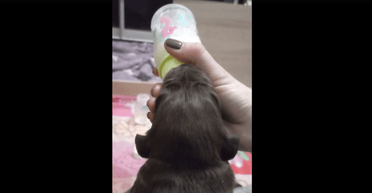 Удар по Харкову: що відомо про долю лабрадорів, біля розплідника яких впала ракета РФ (відео)