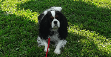 "Мохнатые дети" или коллеги: ученые обнаружили, что все владельцы собак делятся на три категории