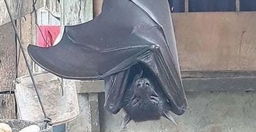 Розміром із людину: моторошне фото гігантського кажана лякає людей у соцмережах (фото)