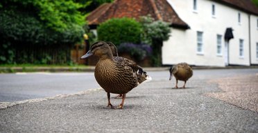 Подошла к алтарю вместо невесты: утка внезапно появилась на свадебной церемонии (видео)