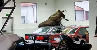 Лось-вандал проник в автосалон и разбил два раритетных BMW (видео)