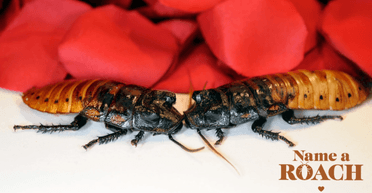 Назвать таракана именем бывшего: в зоопарке предлагают необычную услугу