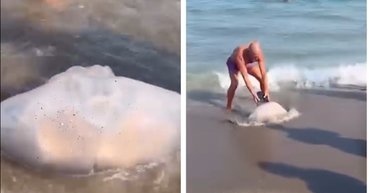 Огромную медузу вынесло на популярный среди туристов пляж: в сети возмутились (видео)