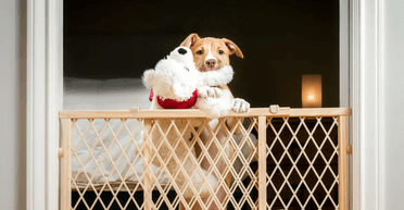 Собаку залишили вдома самого: що показали приховані камери (відео)