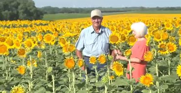 Чоловік "подарував" дружині 1,2 млн соняшників на 50-ту річницю весілля (відео)