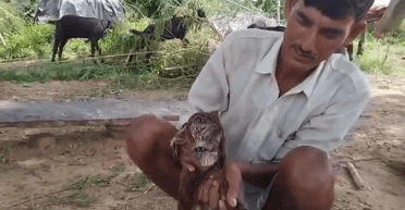 Козеня зі зрощеними очима переконало людей у тому, що вони знайшли інопланетянина (фото)