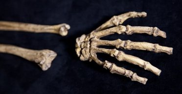 Великий секрет австралопітеків: що сталося 3 млн років тому