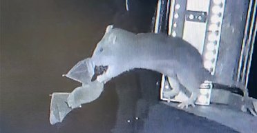 Гигантские крысы ловят летучих мышей просто в воздухе: получено первое в истории видео