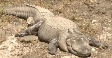 Алігатора, переселеного з колишнього заводу Coca-Cola, посадили на дієту (відео)