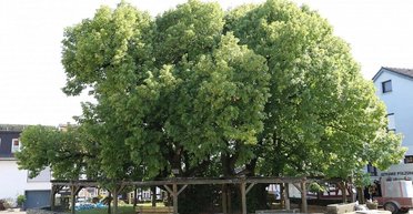 Женщине назначен огромный штраф: в ее саду 13 лет назад срубили дерево