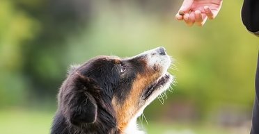 Мужчина встретил свою потерянную собаку через 3 года: история растрогала сеть (видео)