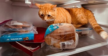 Женщина обнаружила пушистого любимца в необычном месте: тот прятался от удушающей жары (видео)