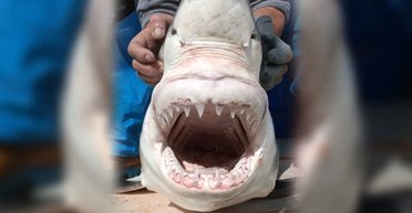 В Средиземном море живет стая больших белых акул, о которой никто не знал: они здесь минимум 160 лет