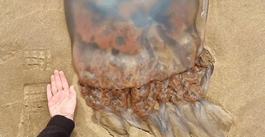 "Можуть знищити місто": на пляжі помітили "інопланетних" медуз і крабів (фото)