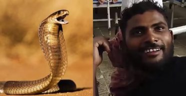 В Індії змія вкусила чоловіка, а він тричі вкусив її у відповідь: що сталося далі (фото)