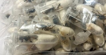 "Залишили без слів": тисяча тарантулів намагались потрапити до Німеччини у коробках для тортів