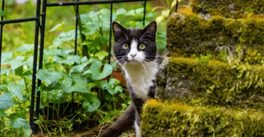 Жінка побачила "кота" у своєму дворі: серце похололо, коли вона дізналась правду