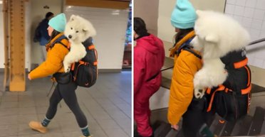 М'який велетень: дівчина скрізь подорожує з 22-кілограмовим псом на спині (відео)