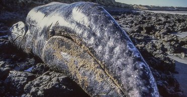 Туші викидає на берег. Учені з'ясували причину масового вимирання сірих китів (фото)