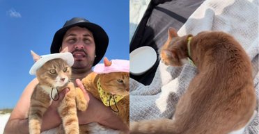 Кішки в капелюшках вразили людей, уперше побувавши на пляжі та побачивши море (фото)