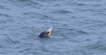 Наступними можуть стати люди: тюлені-вбивці несподівано почали нападати на дельфінів (фото)
