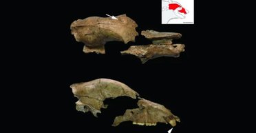 Для видовища і шоу: в Сербії знайшли жертву гладіаторських боїв