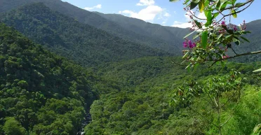 Прятались на виду: в национальном парке в Рио-де-Жанейро обнаружили 3000-летние наскальные рисунки (фото)