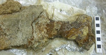 Поразительный дизайн. На Оркнейских островах обнаружили тяжелый меч викинга X века (фото)